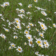 Wildflower Oxeye Daisy